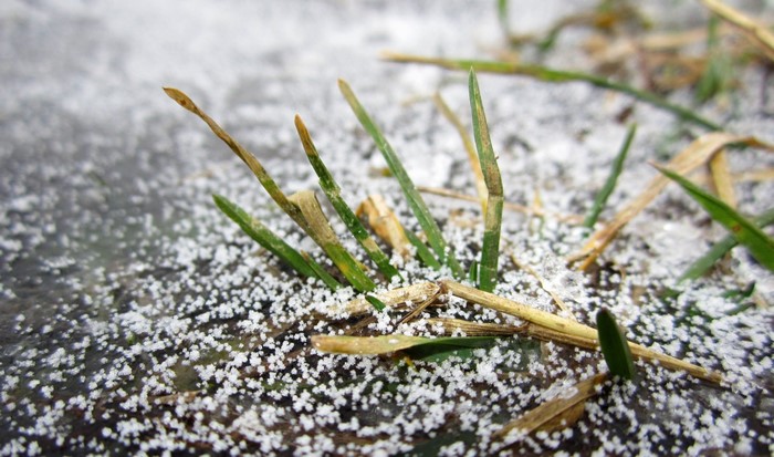 Close-up of grass with frost or snow