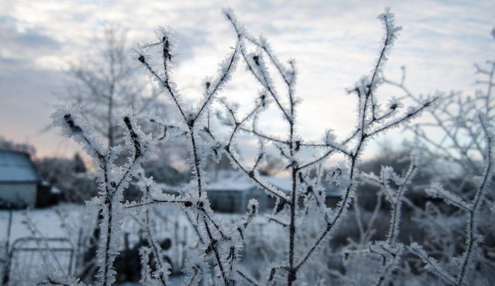 Frost-covered branches in a winter landscape