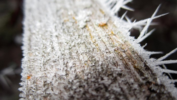 Close-up of frost crystals on a wooden surface
