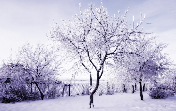 Trees covered in frost and snow in a winter landscape