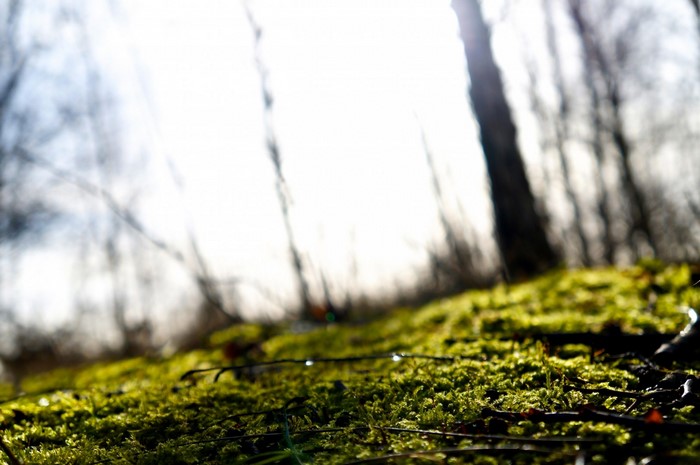 Mossy forest floor with sunlight filtering through trees