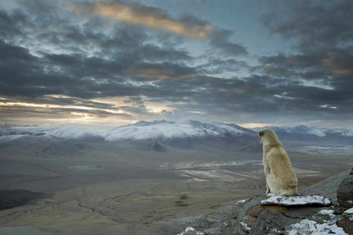 Dog sitting on a cliff overlooking snowy mountains