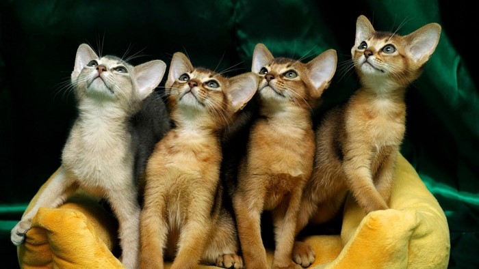 Four Adorable Abyssinian Kittens Sitting Together