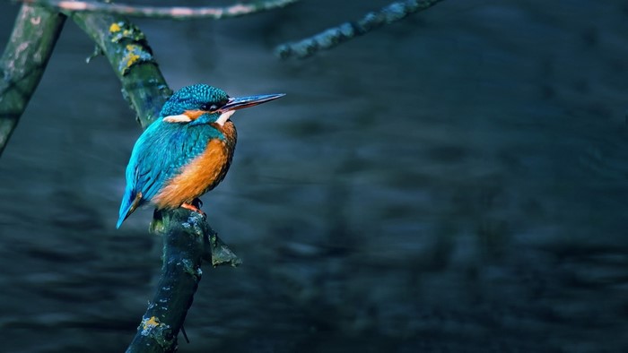 Kingfisher perched on a branch over dark water