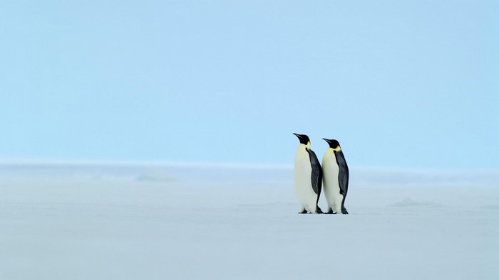 Two Emperor Penguins on an Ice Floe