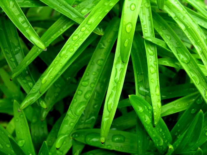 Green leaves with water drops