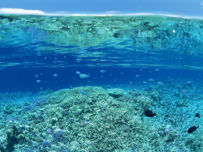 Underwater Coral Reef with Colorful Fish