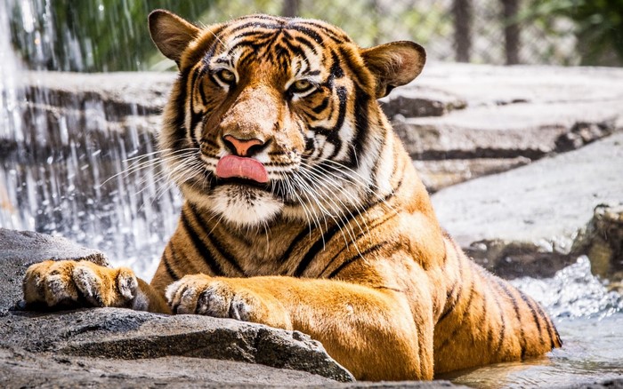 Tiger licking its nose near a waterfall