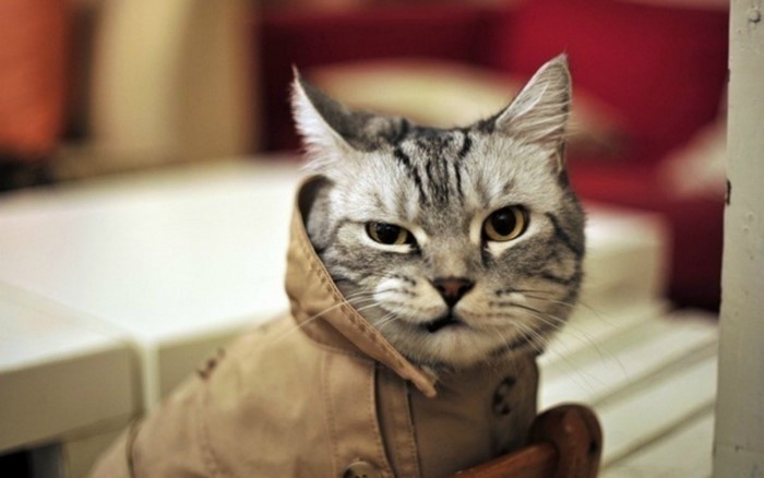 Tabby cat wearing a tan coat