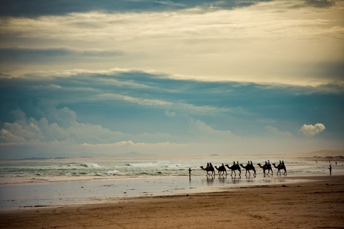 Camels walking on a beach at sunset