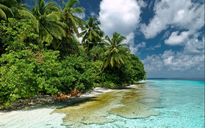 Tropical island with palm trees and turquoise water