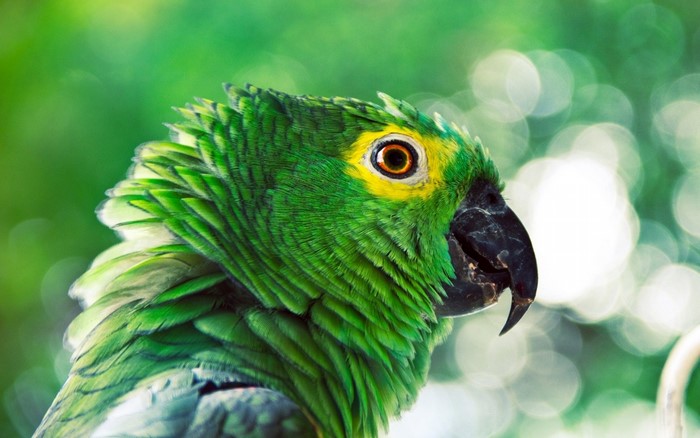 Vibrant Green Parrot Close-Up with Yellow Highlights