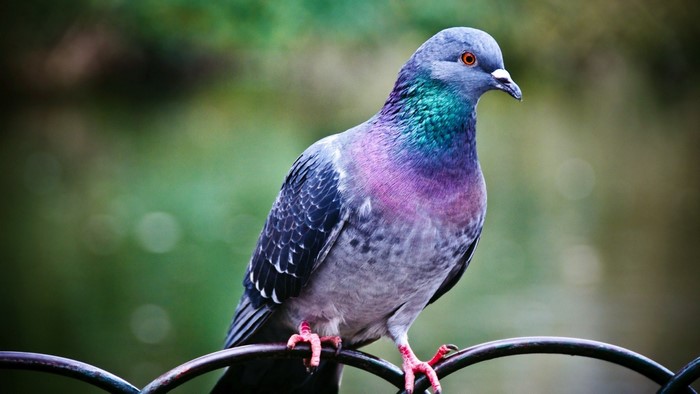 A pigeon with iridescent neck feathers perched on a railing