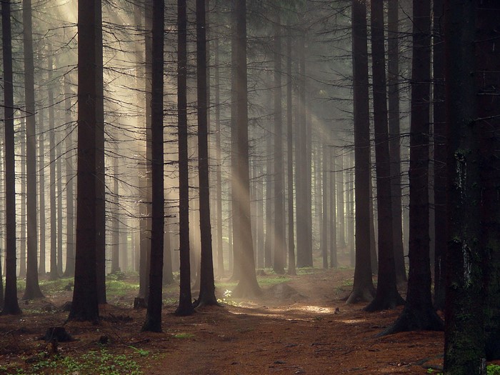 Sunlight filtering through trees in a misty forest