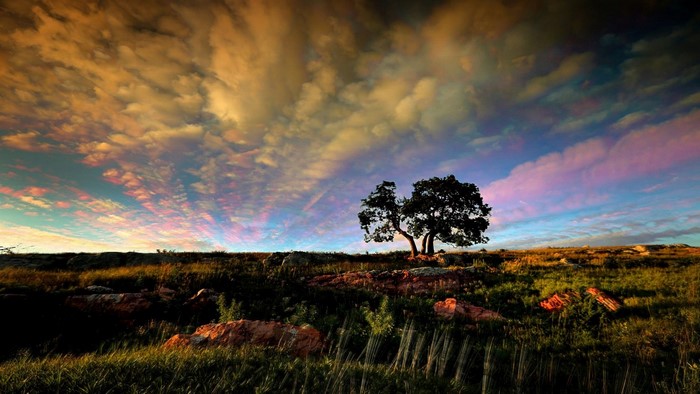 Lone tree on a hill at sunset with colorful clouds