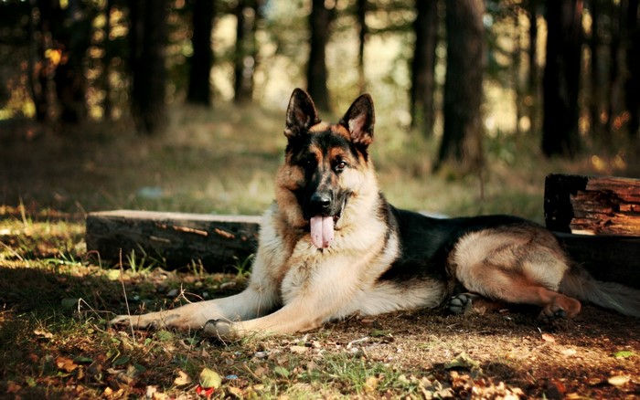 German Shepherd dog lying on the ground in a forest