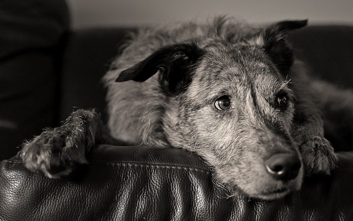 Monochrome close-up of a scruffy dog resting on a leather couch