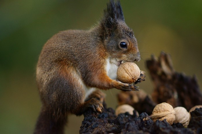 Squirrel eating a walnut on a log