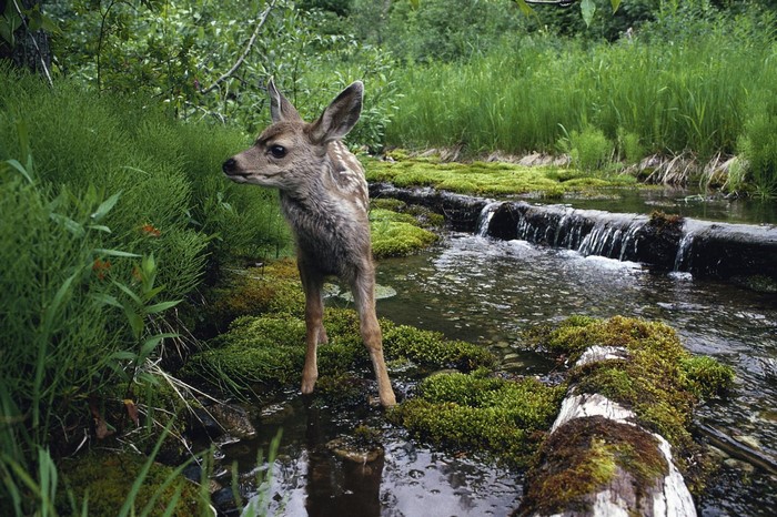 A fawn stands in a stream in a forest