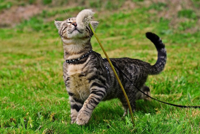 Tabby cat playing with a dandelion on grass