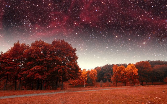 Autumn trees under a starry night sky
