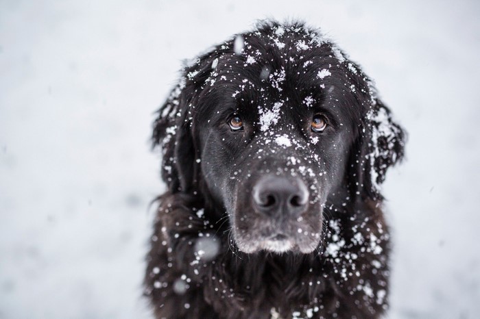 Black dog with snow on its face