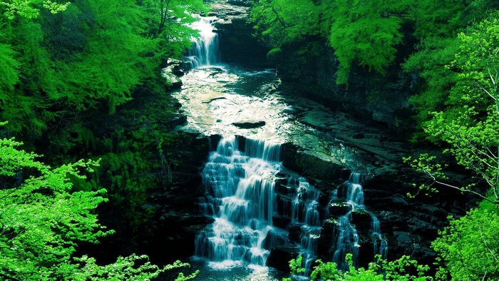 Waterfall cascading through a lush green forest