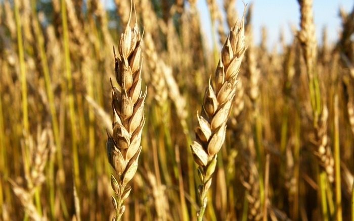 Close-up of wheat stalks in a field