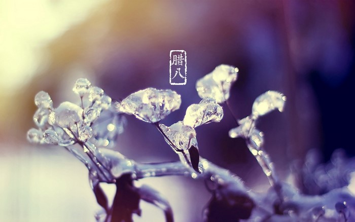 Close-up of ice-covered plant branches in winter