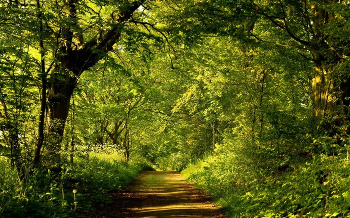 A sunlit forest path with lush green trees