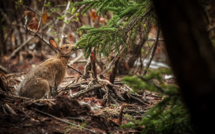 Rabbit eating pine needles in a forest