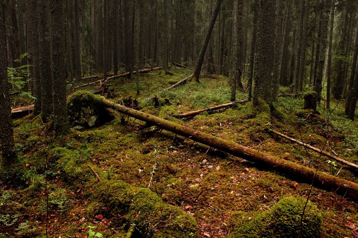 Mossy Forest Floor Amidst Tall Spruce Trees