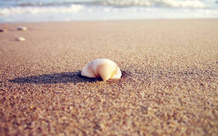Seashell on a Sandy Beach with Ocean Waves