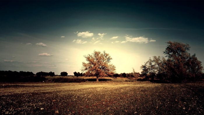 Tree in a field at sunset