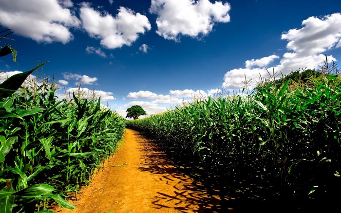 A dirt path winds through a cornfield under a blue sky with clouds.