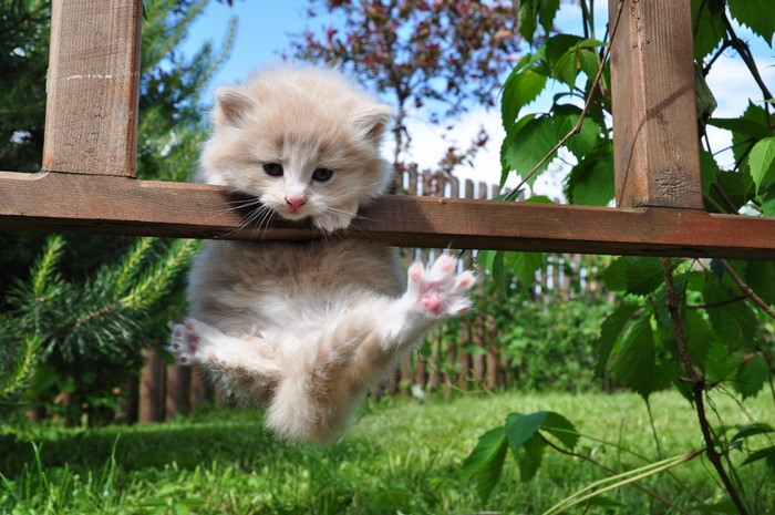 Fluffy kitten hanging from wooden fence