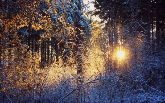 Sunlight shining through a snow-covered forest