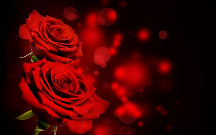 Vibrant Red Roses Against Dark Background