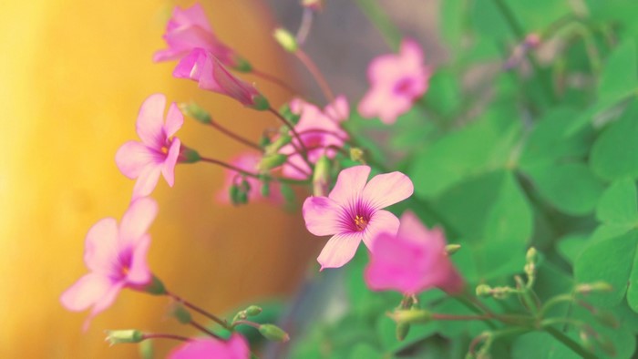 Close up of pink wildflowers with green leaves