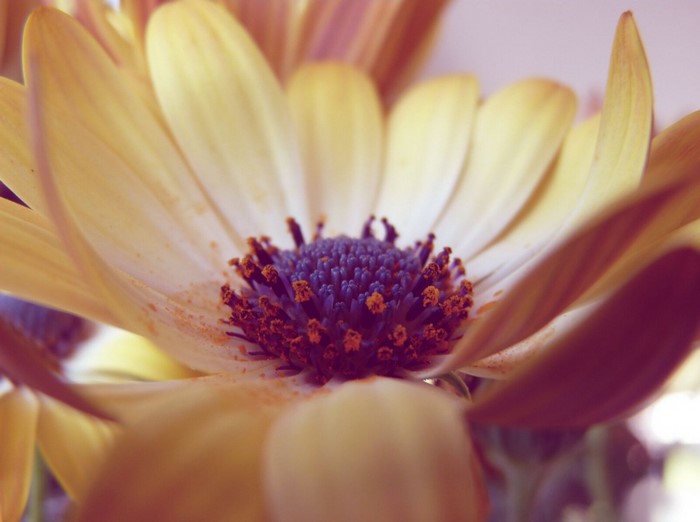 Close-up of a yellow daisy with purple center and pollen