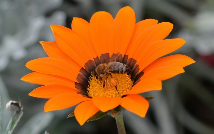 Bee Collecting Nectar on Vibrant Orange Flower