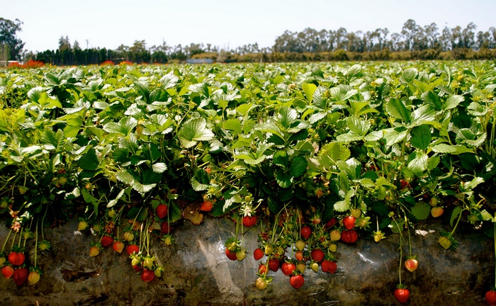 Strawberry field with ripe and unripe berries