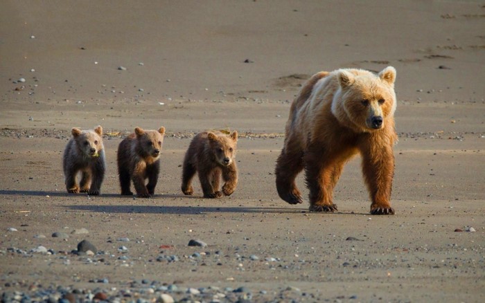 Mother brown bear and three cubs walk on a sandy beach