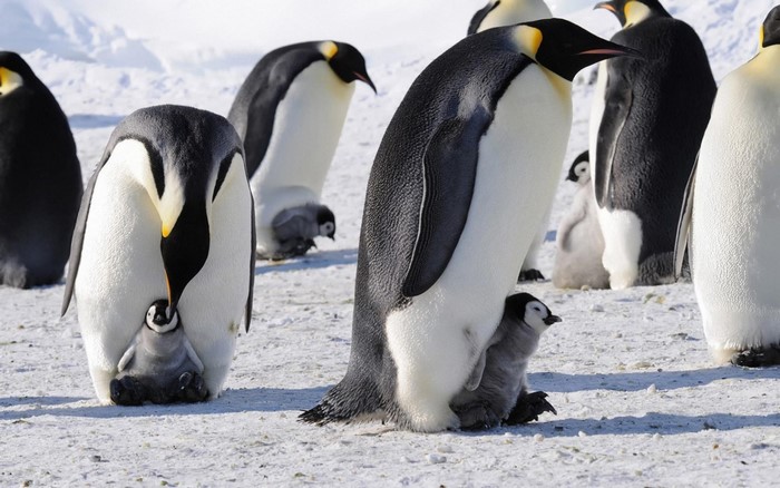 Emperor penguins with chicks in snowy landscape