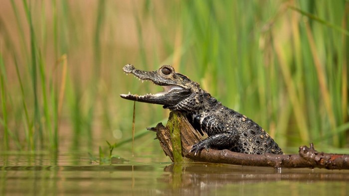 Young caiman on a log in shallow water