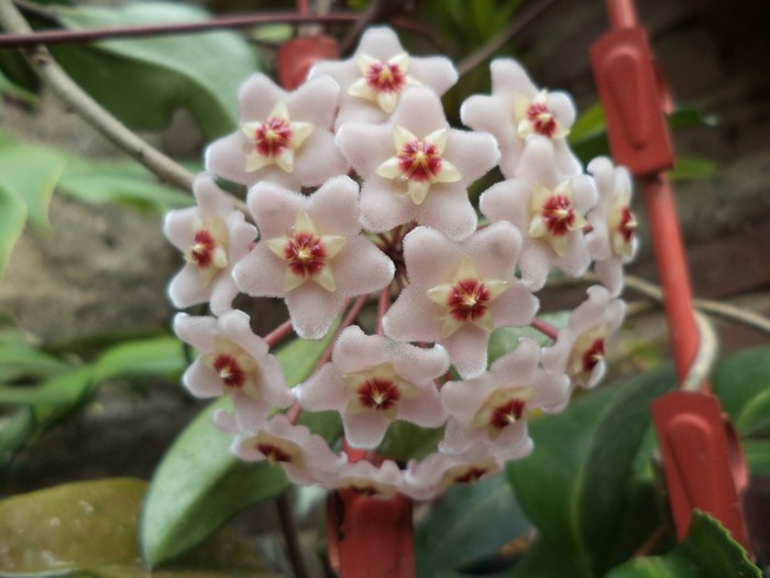 Cluster of pink Hoya flowers with red centers