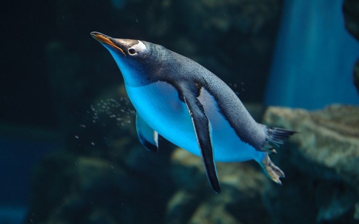 A Gentoo penguin swims underwater in blue light