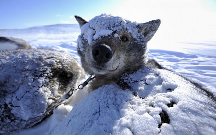 Dog covered in snow in a winter landscape