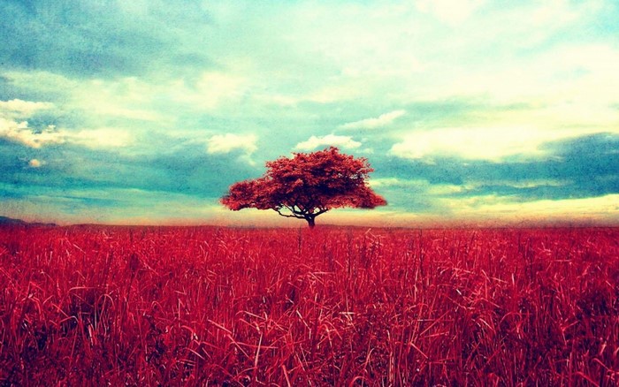 Red tree in a red field under a cloudy sky