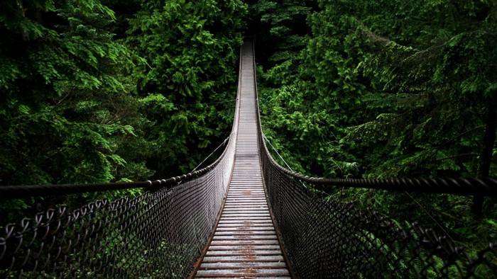 Suspension bridge through a dense green forest